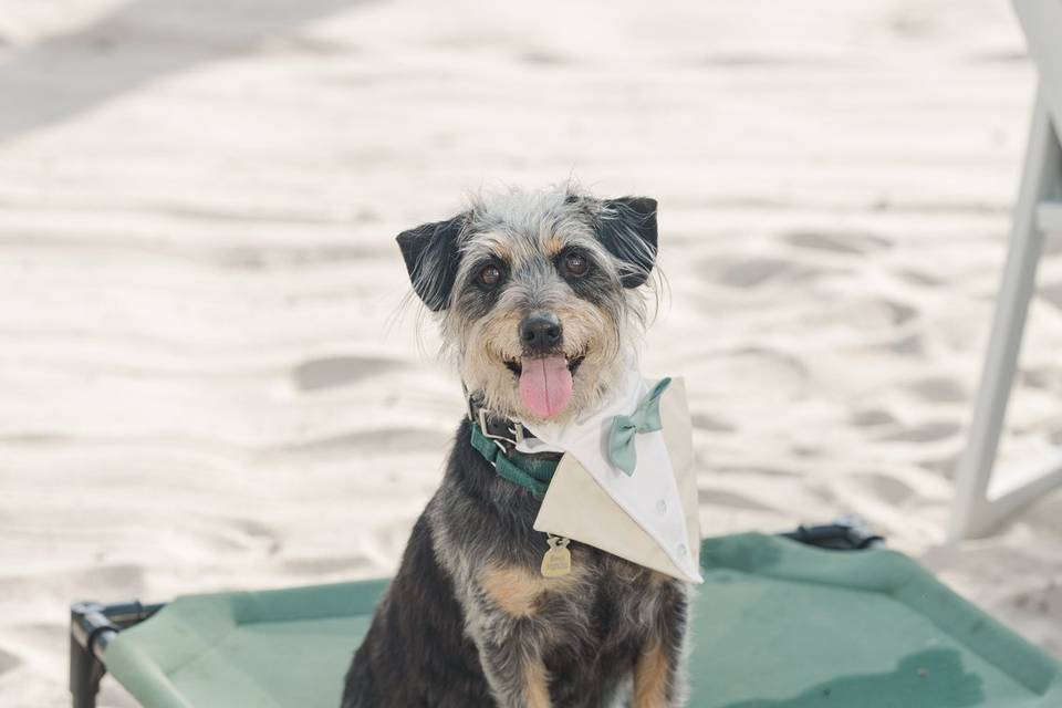 Benji