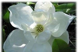 Southern Magnolias