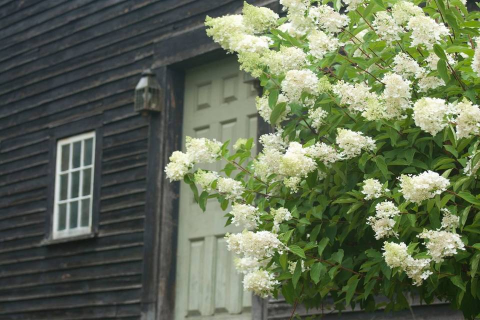 Hydrangeas in bloom