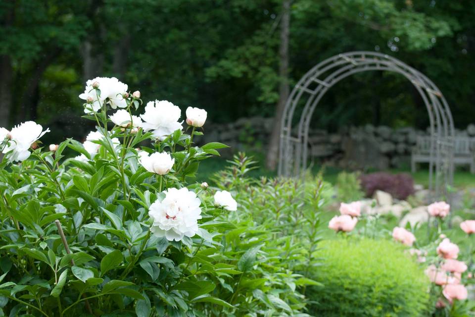 Peonies in bloom