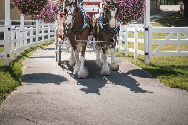 Carriage Ride!