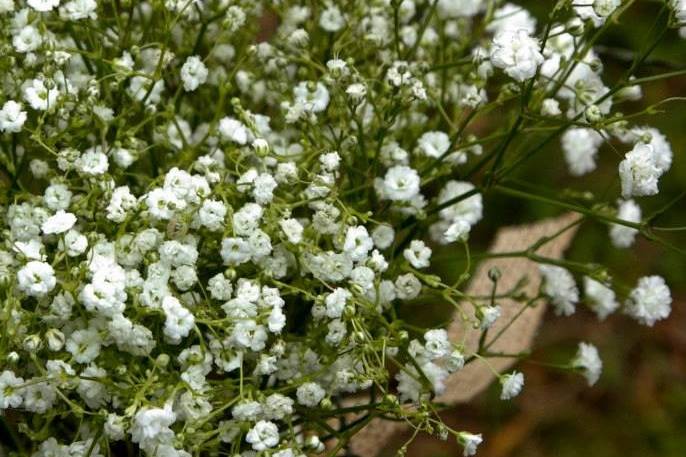 Flowers By Gary