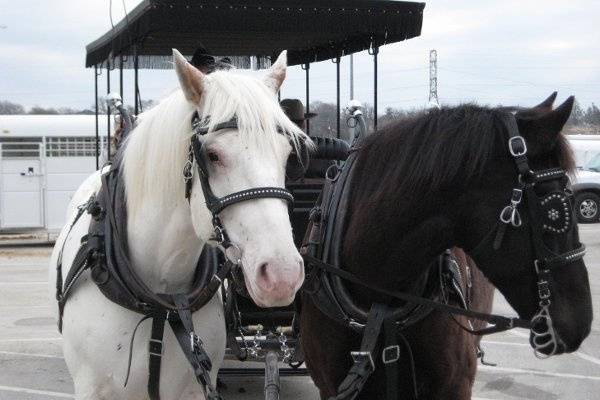 Threejays Carriages