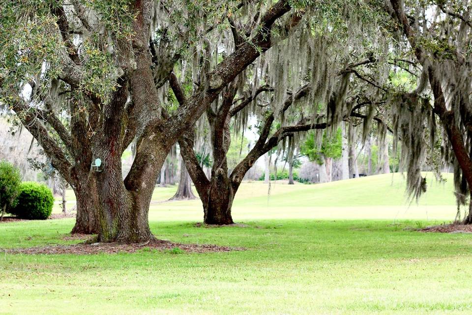 Oaks on the course