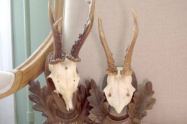 Vintage roe buck antlers