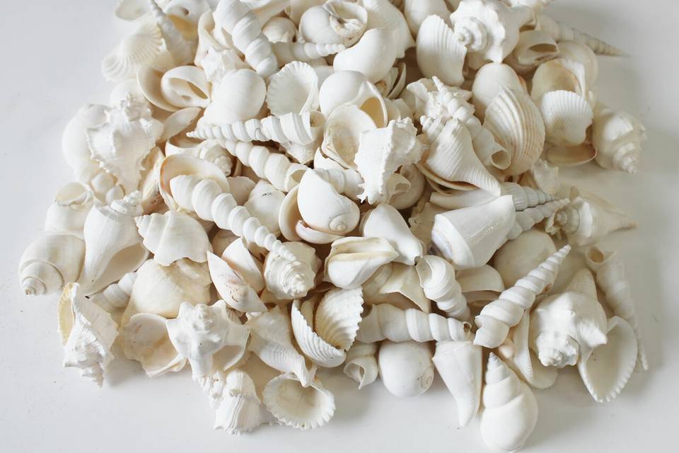 White seashell mixes