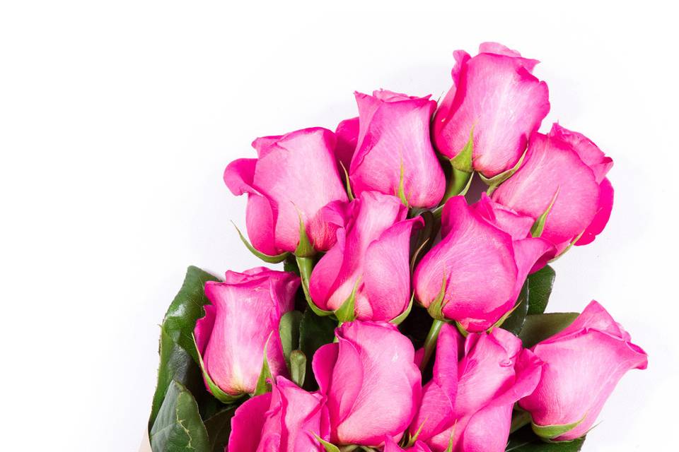 Hot Pink Elegant Luxury Wedding Roses