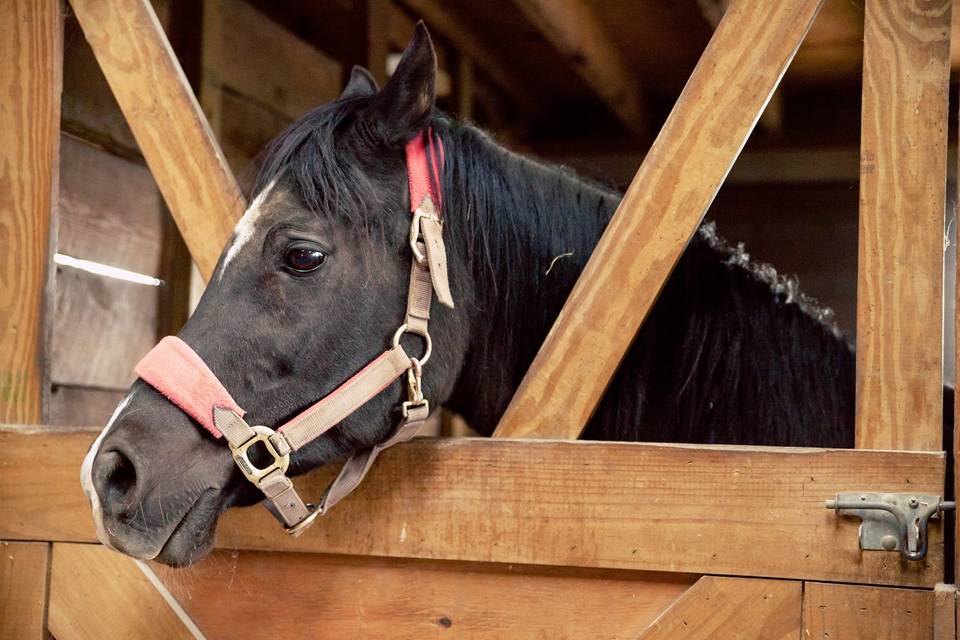 Hermitage Hill Farm & Stables