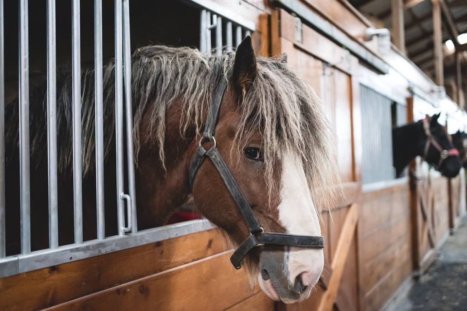 Hermitage Hill Farm & Stables