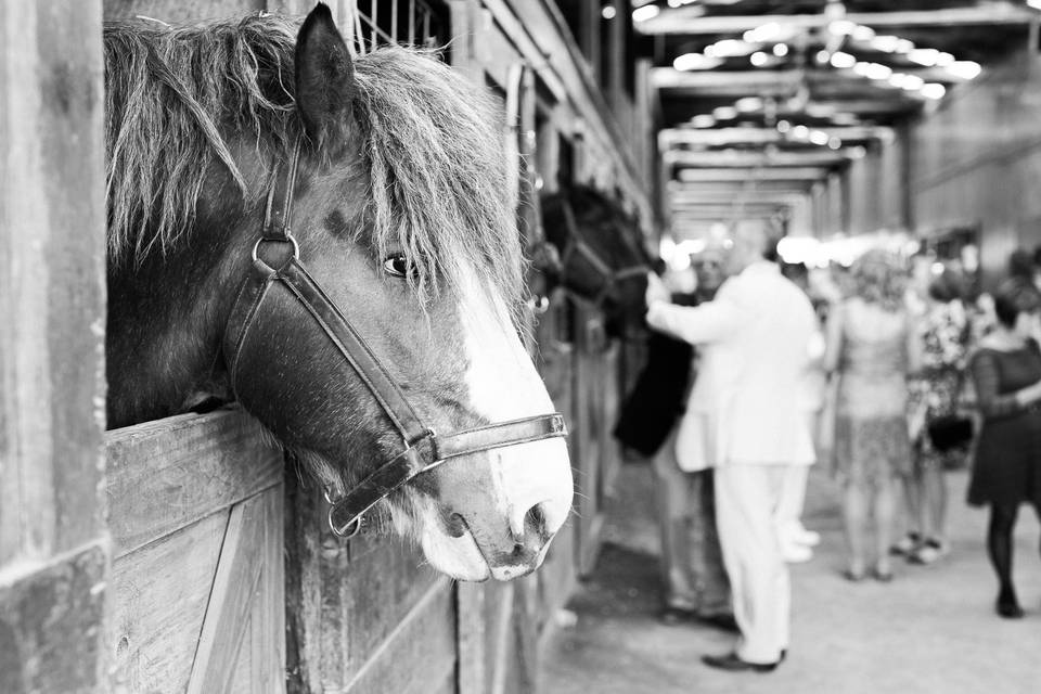 Hermitage Hill Farm & Stables