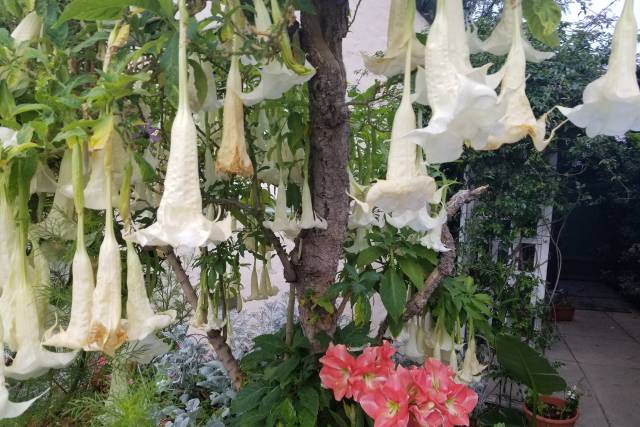 Welcome to the garden