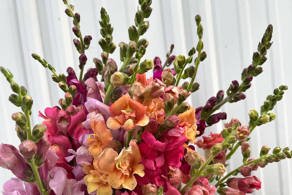 Michigan-grown snapdragons