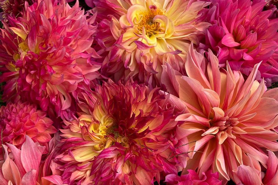 Michigan-grown dahlias