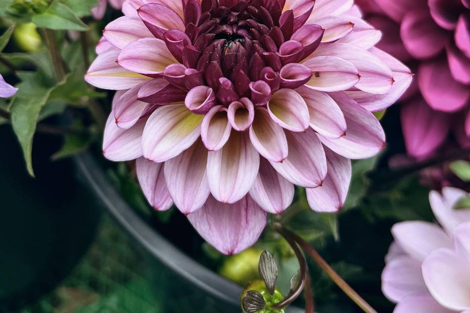 Michigan-grown dahlias