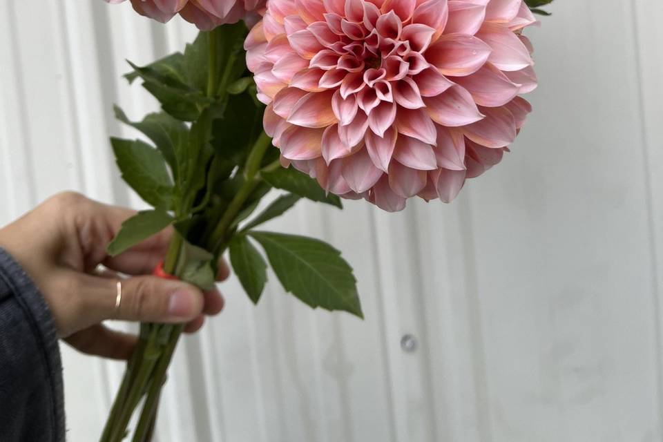 MFB Dahlias