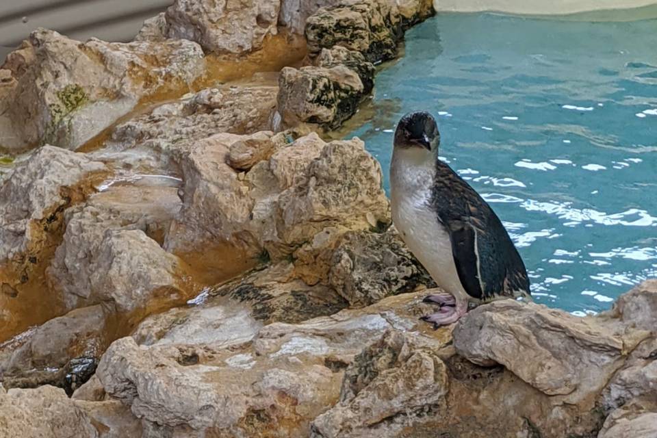 Penguin Island, Perth, AUS