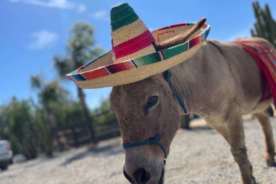 Sombrero on donkey