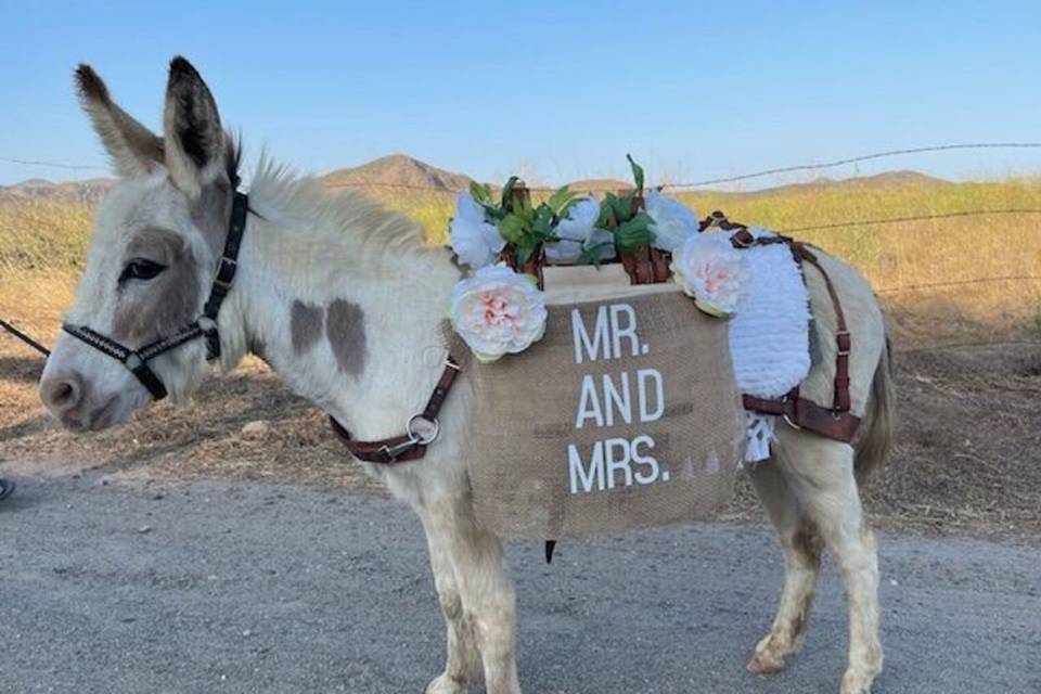 Mr. and Mrs. signage