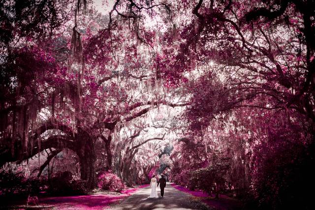 Charleston tree grove wedding