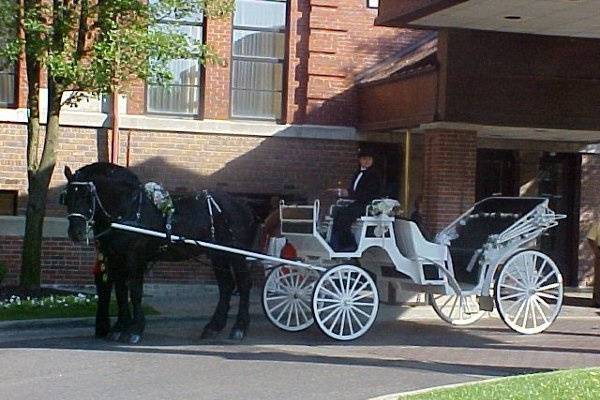 Pinecrest Percherons And Carriage Service