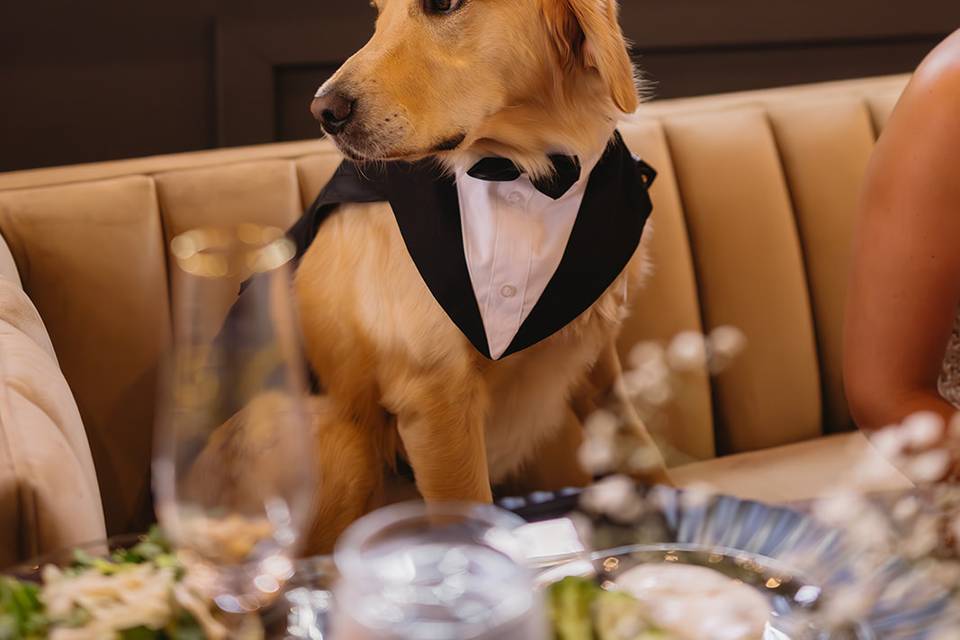 Puppy of Honor at Head Table
