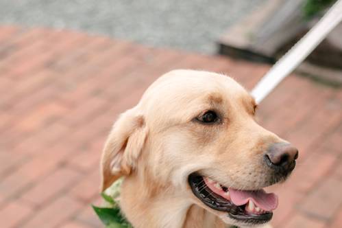 Dog with flower collar