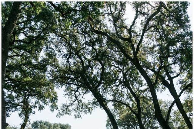 The Oaks