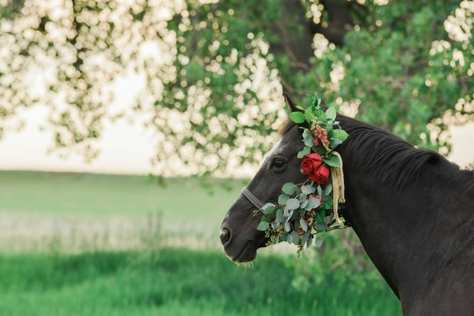 Black Beauty