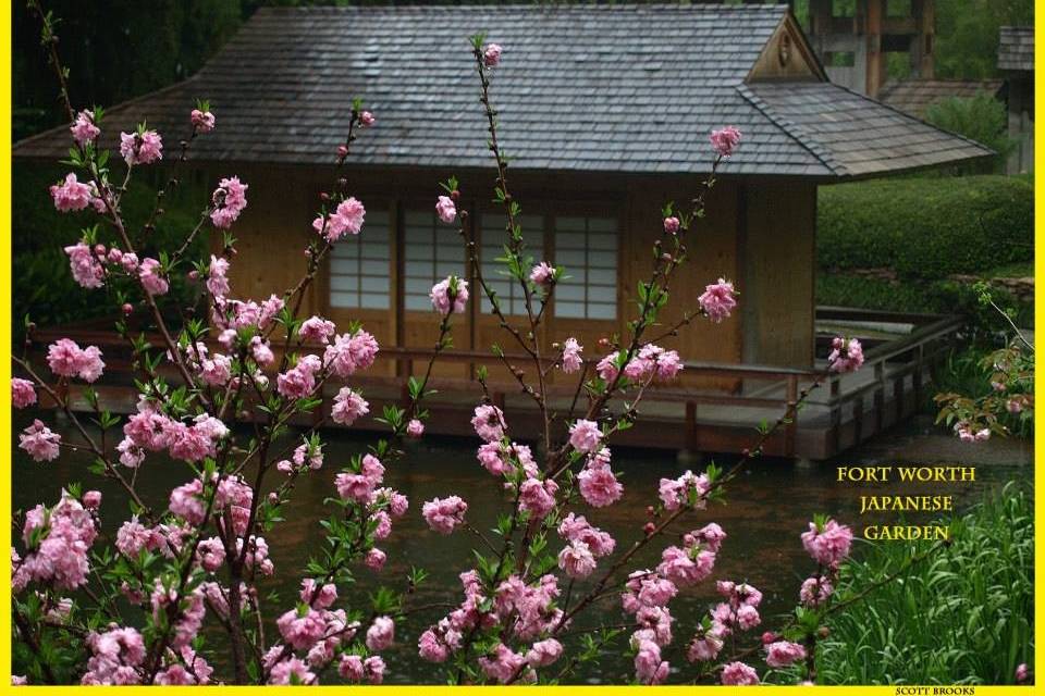 Cherry Blossoms and our Tea House.