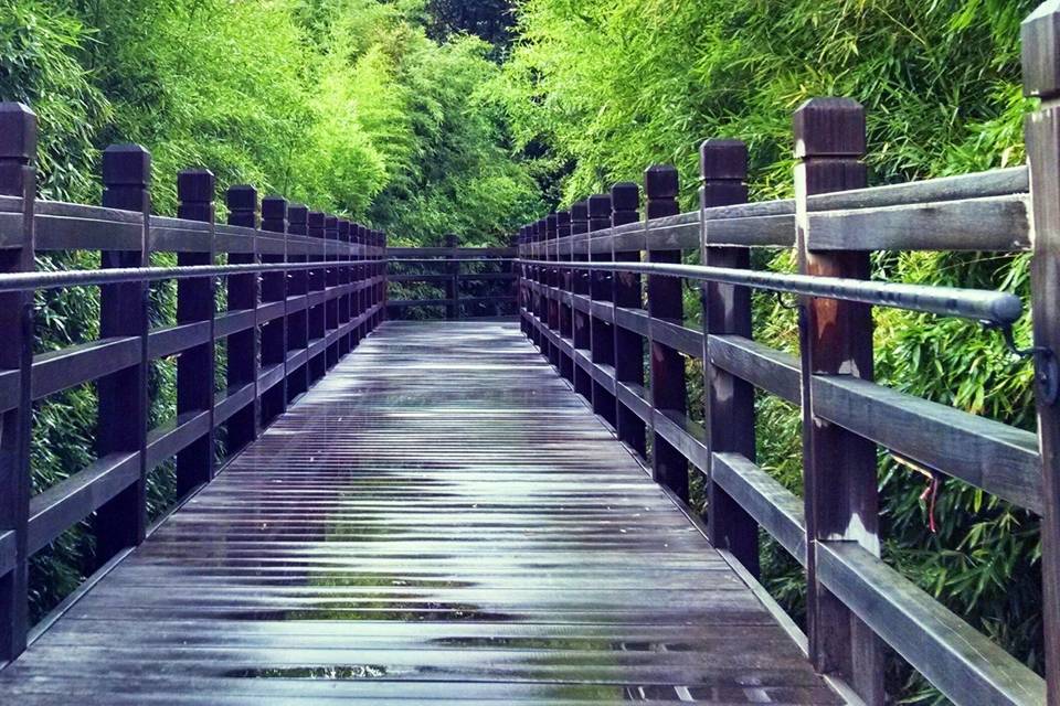 Walkway through the bamboo to the Pavilion.