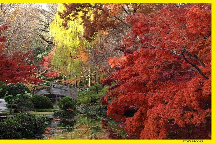 Amazing fall color in the Japanese Garden