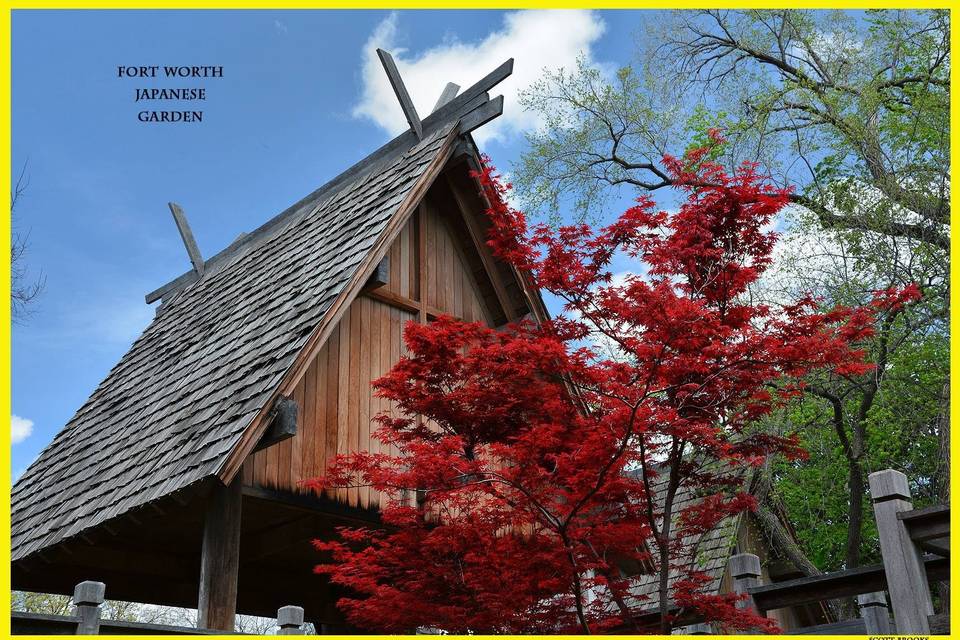 Red Japanese Maple by the Pavilion.
