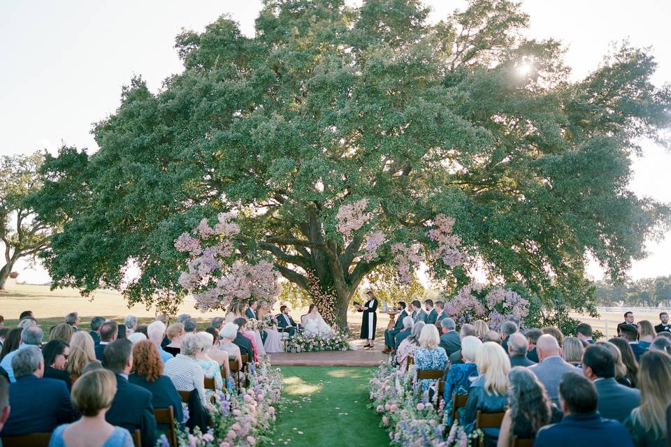 Oak Tree