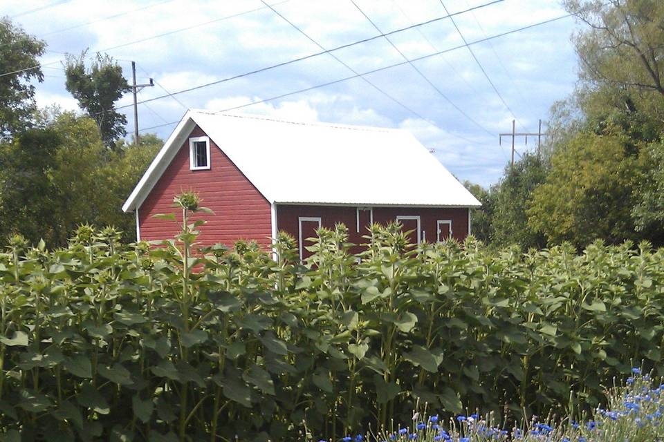 Sunflowers