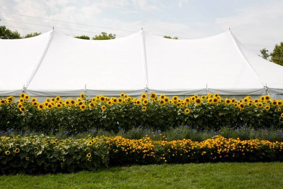 Sunflower garden