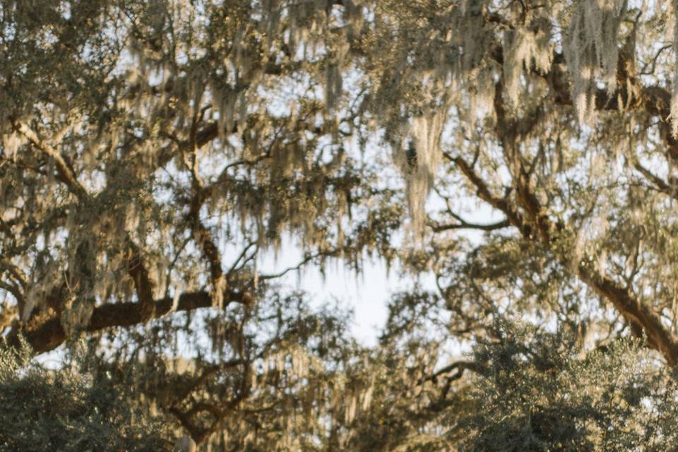 Ceremony at Boone Hall