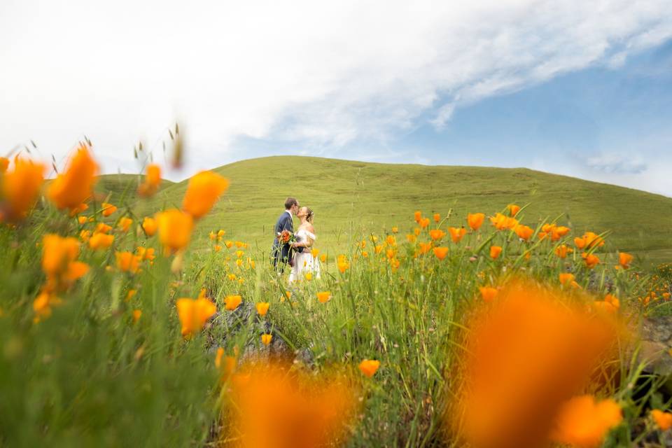 Poppy field