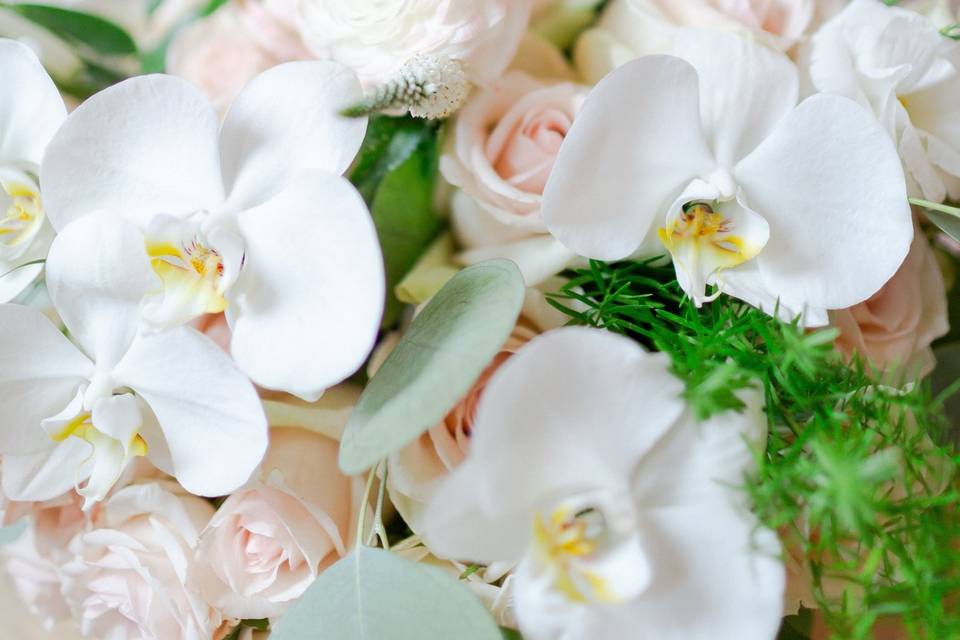 White Phalaenopsis orchids