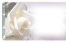 White Roses Personalized Wedding WrapperFront Image