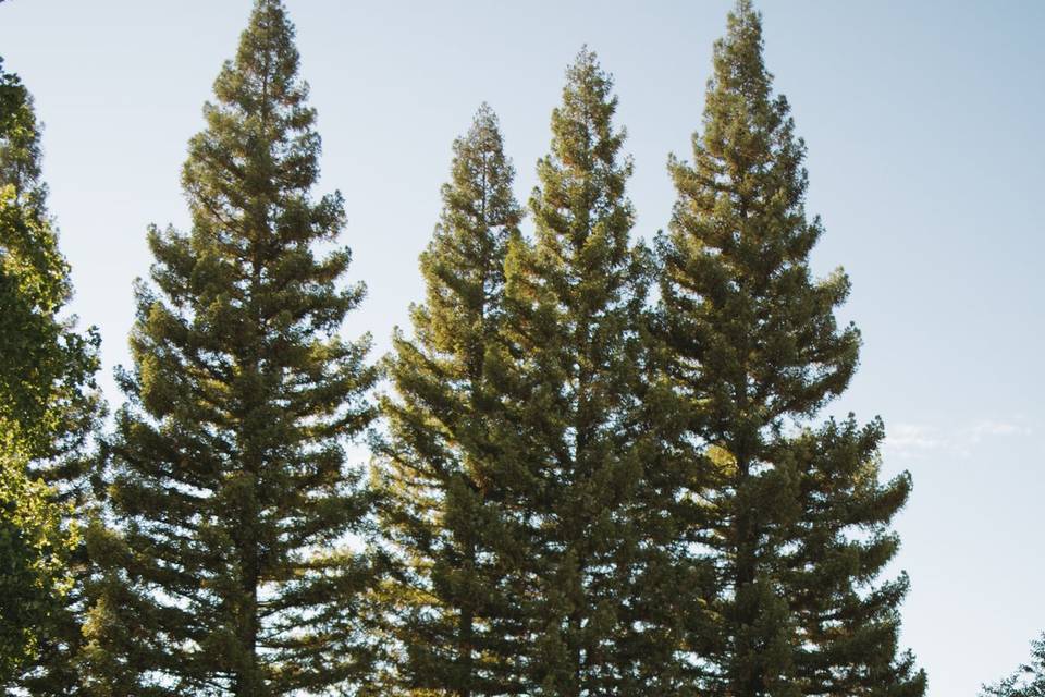 LDS Sealing in CA