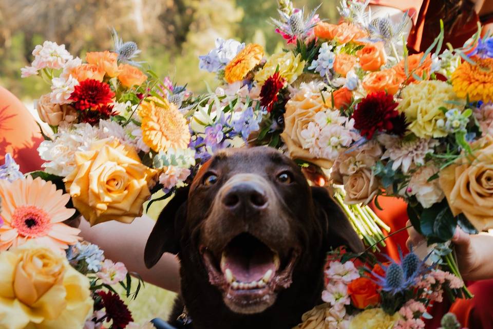 Wedding at Schnepf Farms