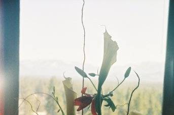 Lin Cole wedding and event planning & floral design