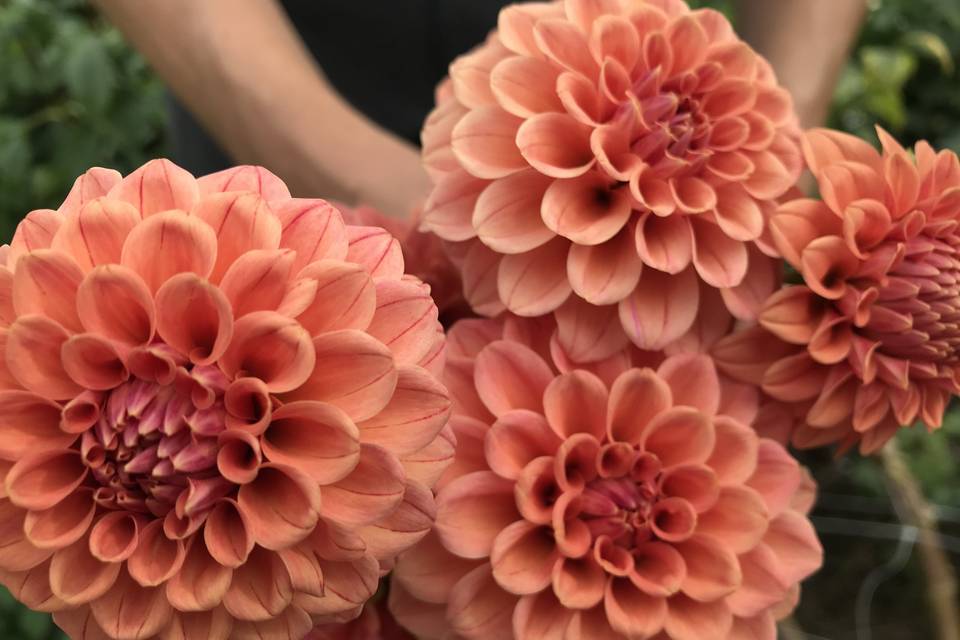 Dahlias