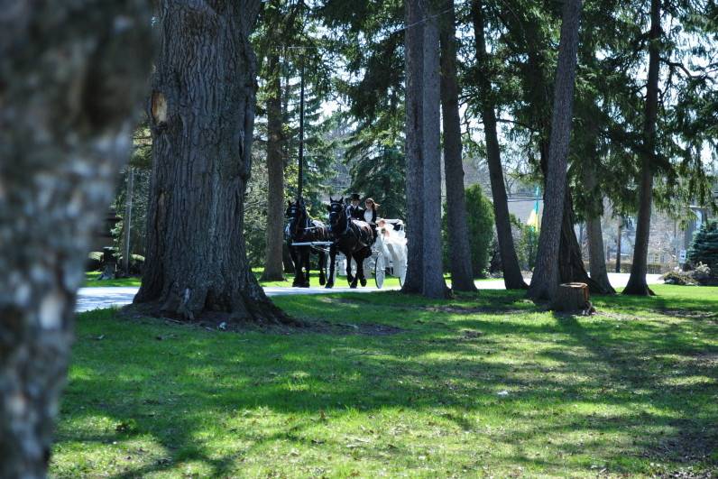 Hemlock Hidden Hames- horse carriage