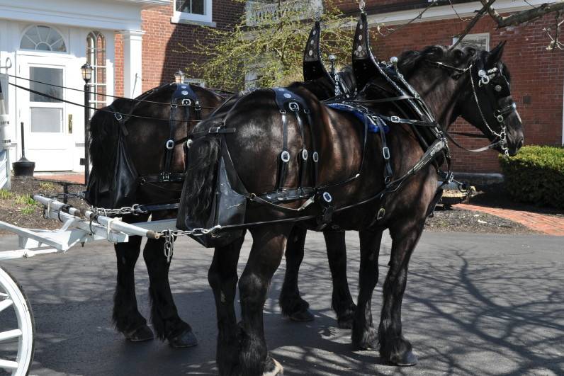 Hemlock Hidden Hames- horse carriage