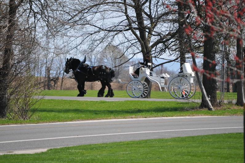 Hemlock Hidden Hames- horse carriage