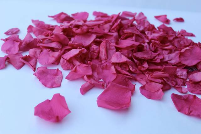 Fuchsia Rose