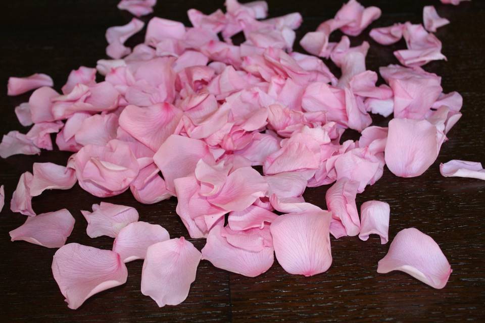 Pink Rose