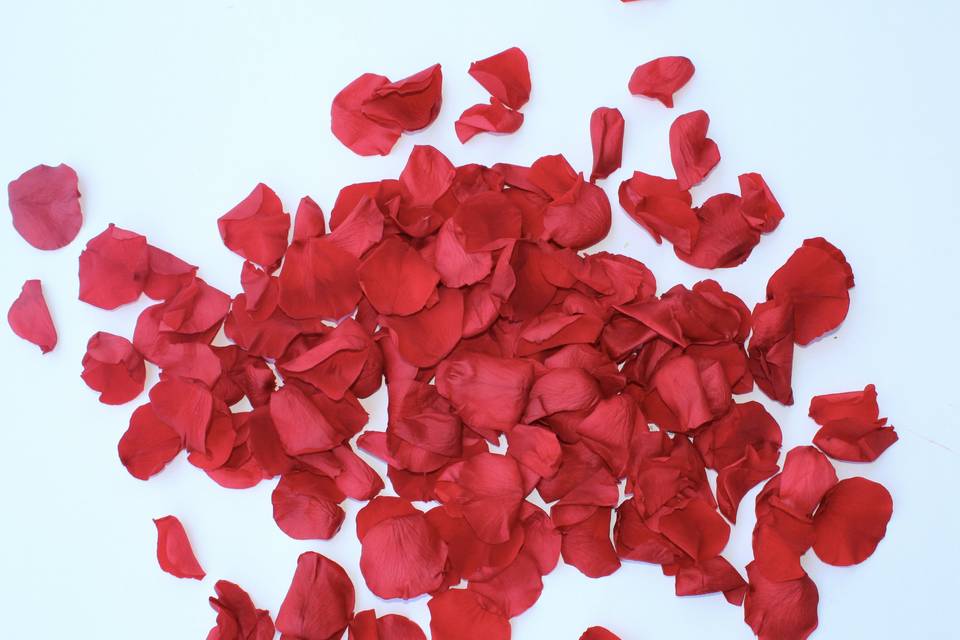Red Rose
