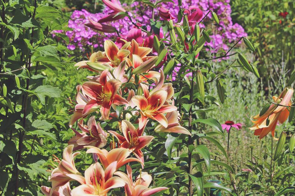 Lilies in the garden